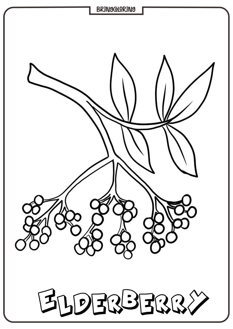 easy printable elderberry coloring pages