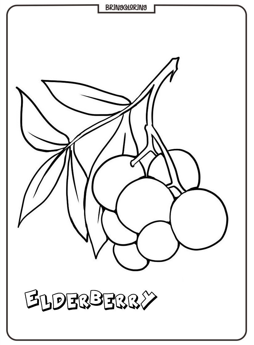 elderberry coloring pages