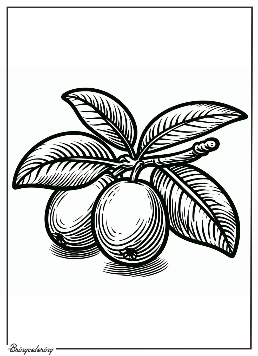 jujube fruit coloring page