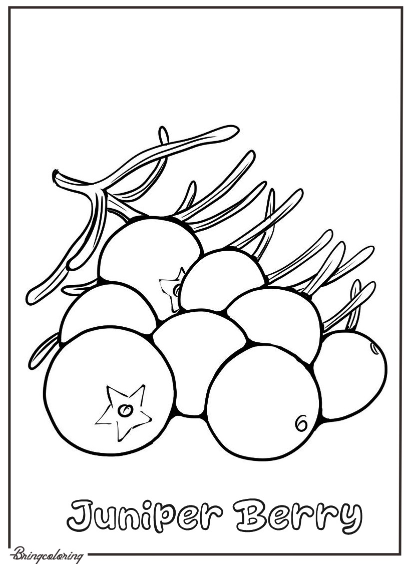 juniper berries coloring page juniper berries coloring page
