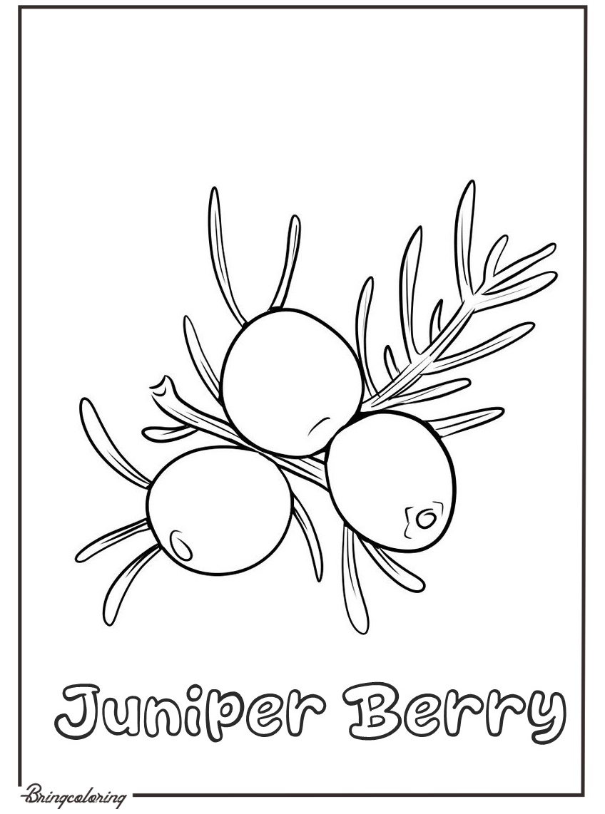juniper berry coloring picture juniper berry coloring picture