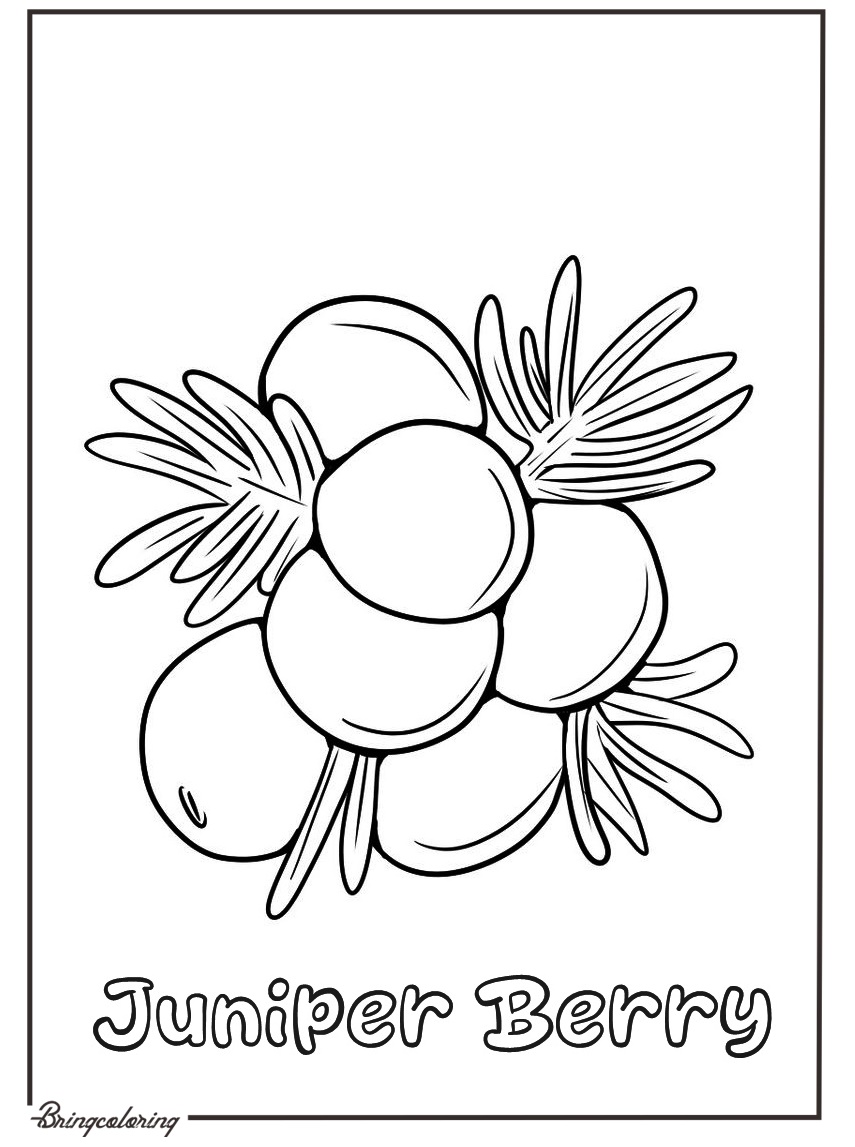 online juniper berry coloring page online juniper berry coloring page