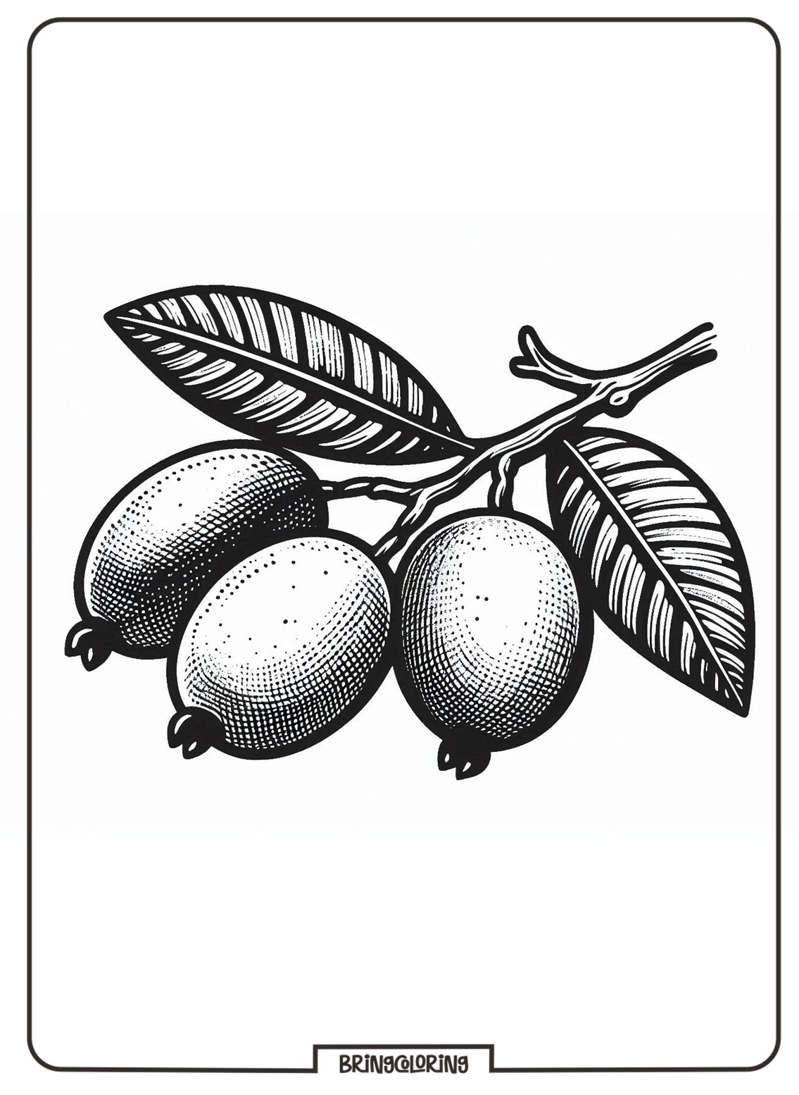 online loquat coloring pages online loquat coloring pages