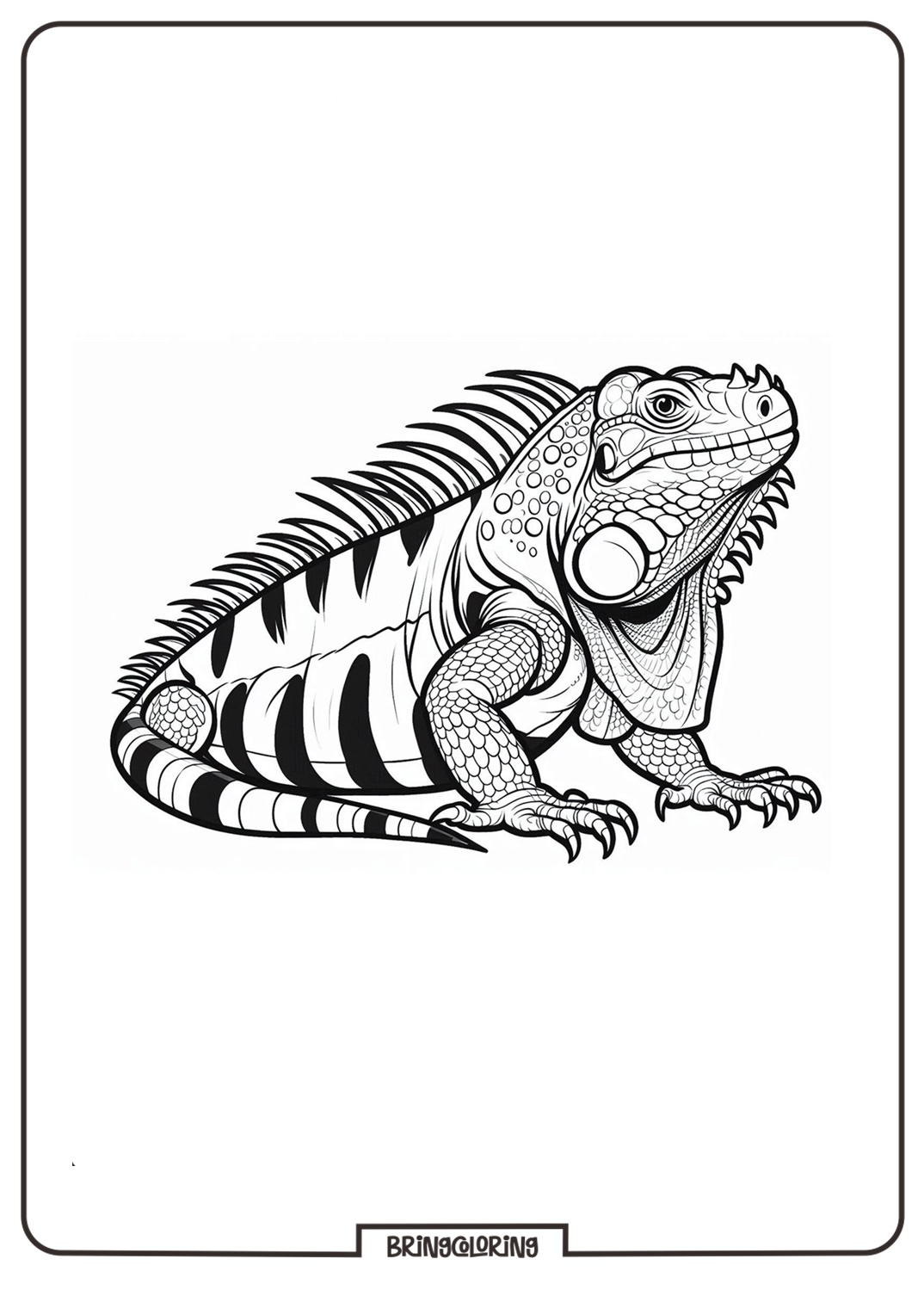 iguana coloring pages for kids iguana coloring pages for kids