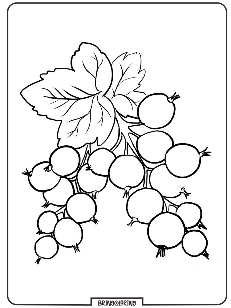 red currant coloring page red currant coloring page