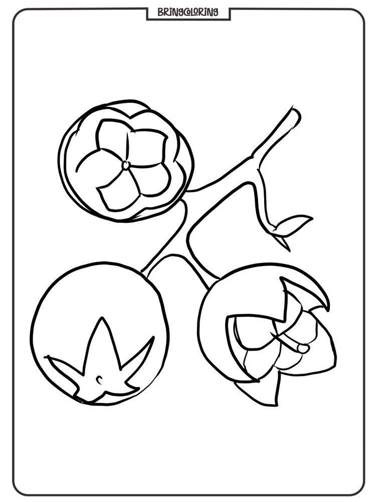 salal berry coloring page salal berry coloring page