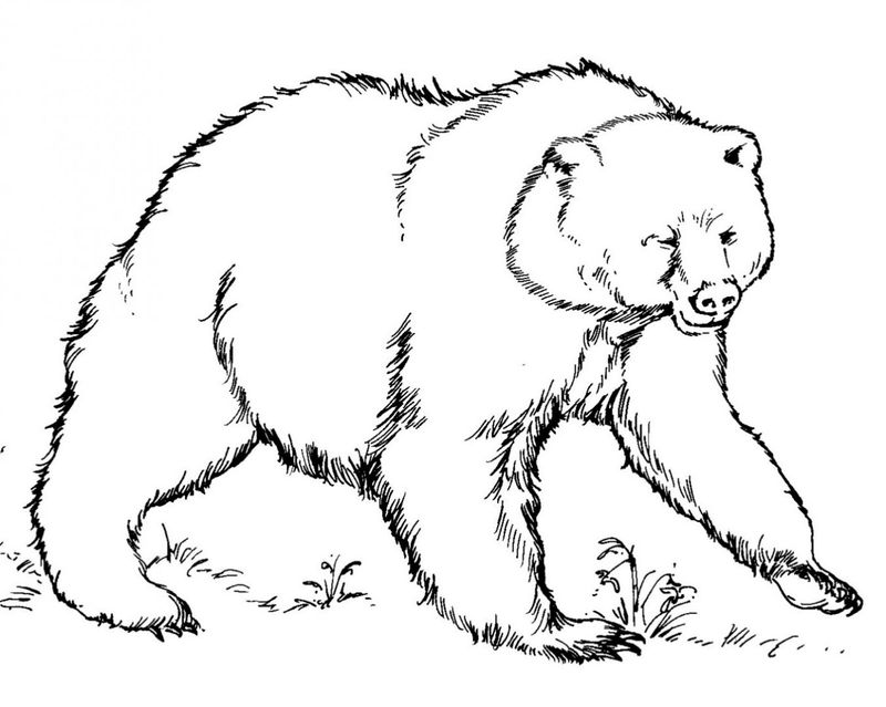 American Black Bear Coloring Page