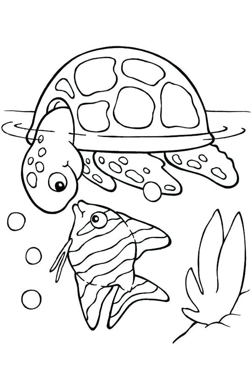 Baby Animal Coloring Pages Google