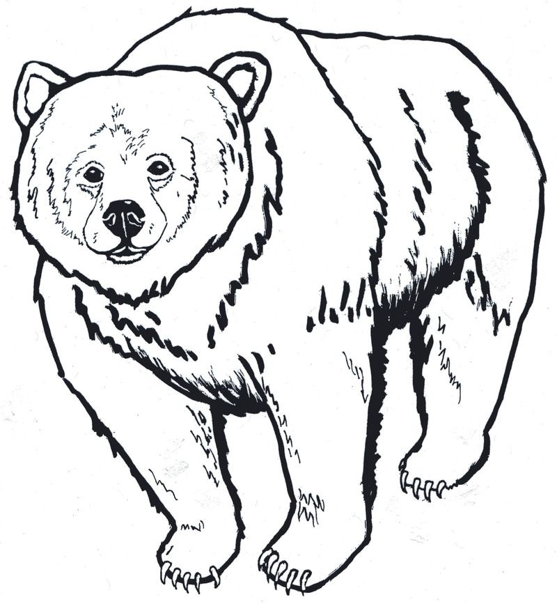 Bear Coloring Page Pdf