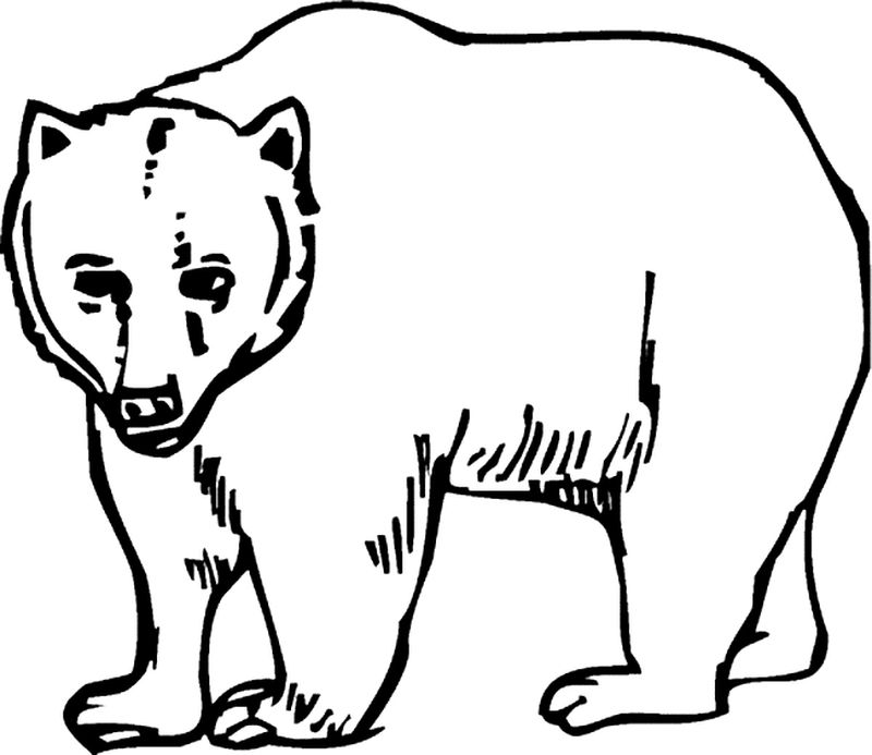 Bear Coloring Pages Images