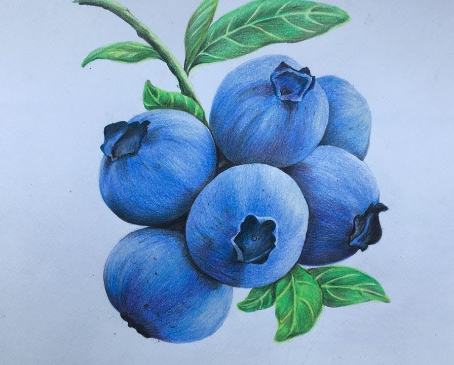 Printable Bilberry Coloring Pages