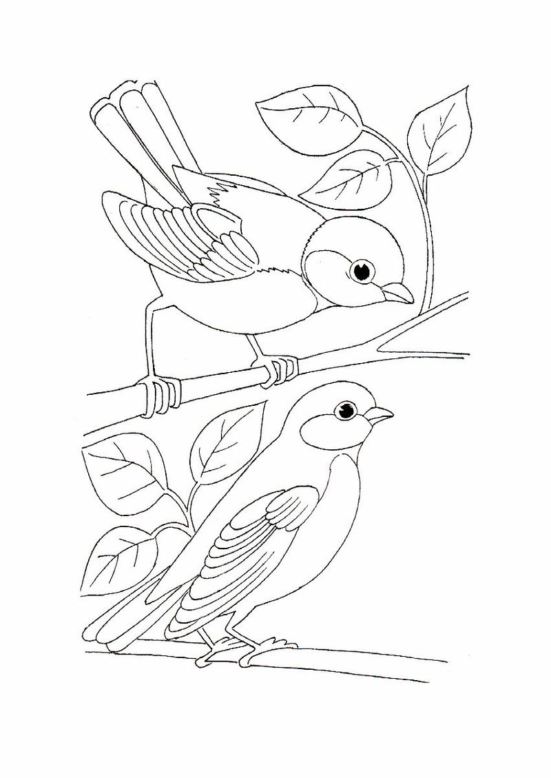 Bird Coloring Pages Images