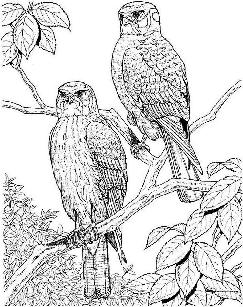 Bird Coloring Pages Online