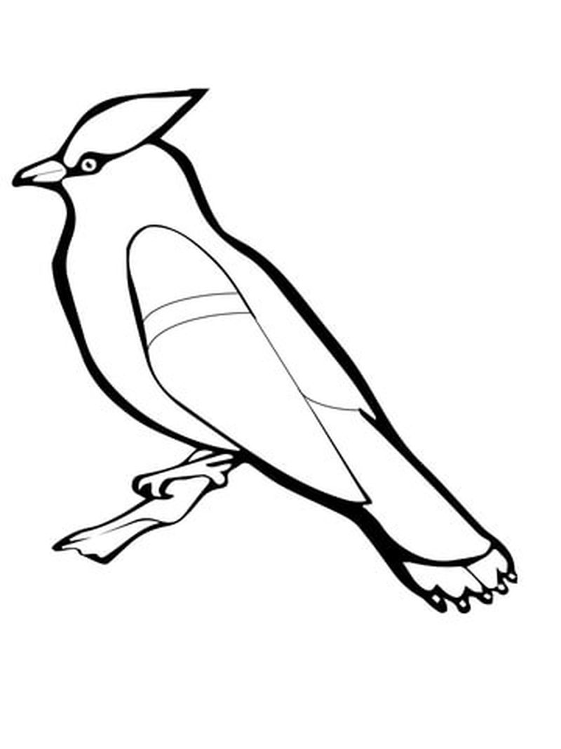 Bird Coloring Pages Pdf