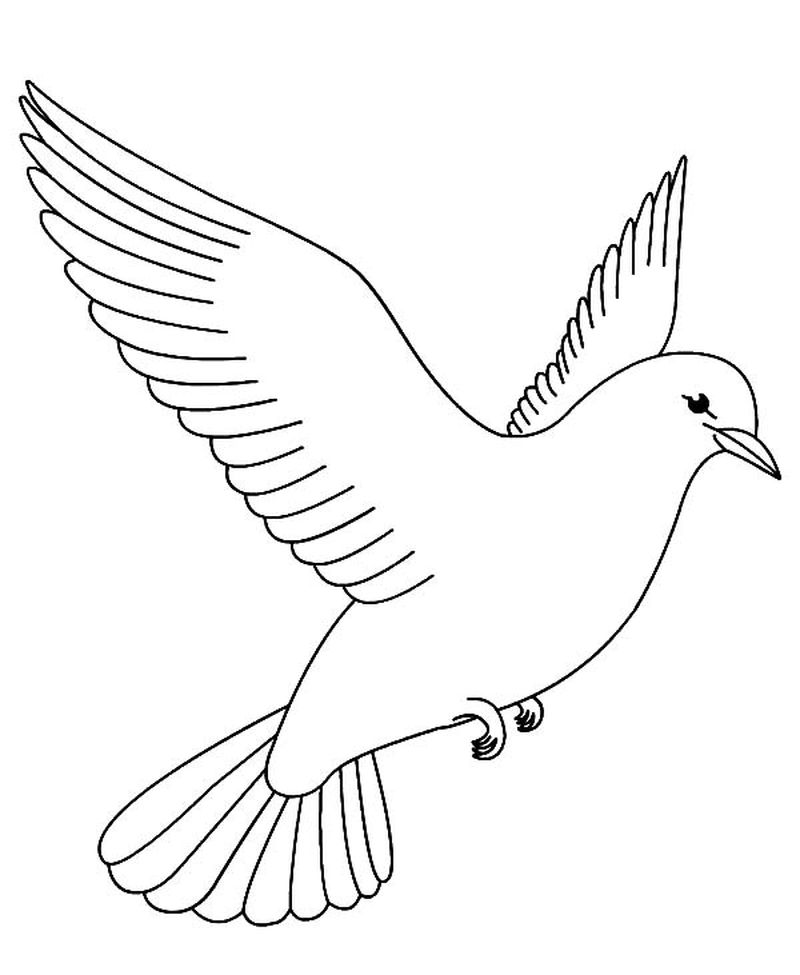 Birds Colouring Pages