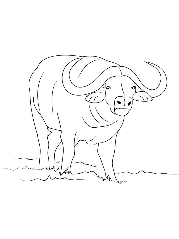 Buffalo Coloring Pages