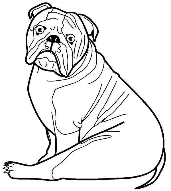 Bulldog Coloring Pages For Adults