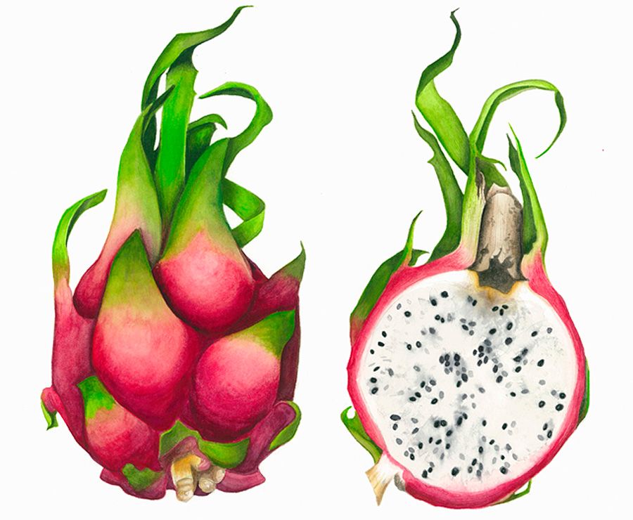 Dragon Fruit Printable Coloring Pages