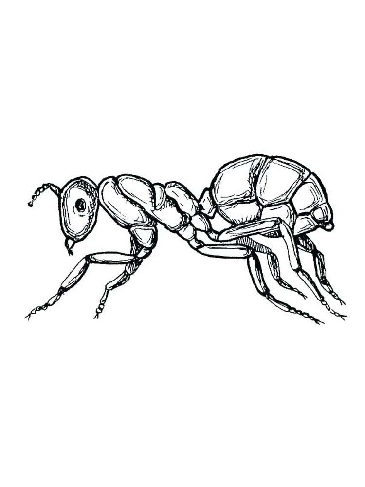 ant coloring pages for preschoolers print