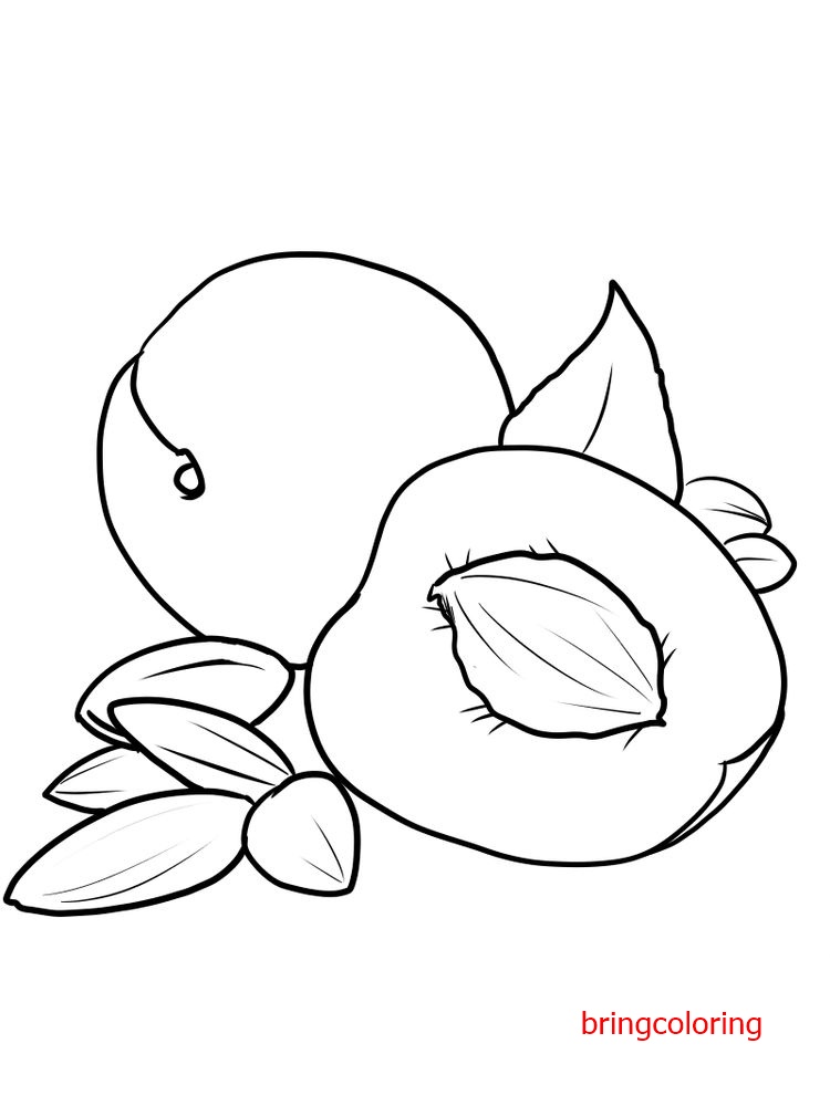 apricot coloring page free pdf