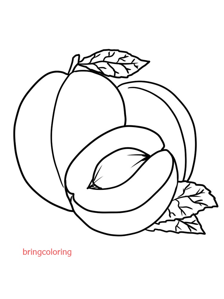 apricot coloring page print pdf