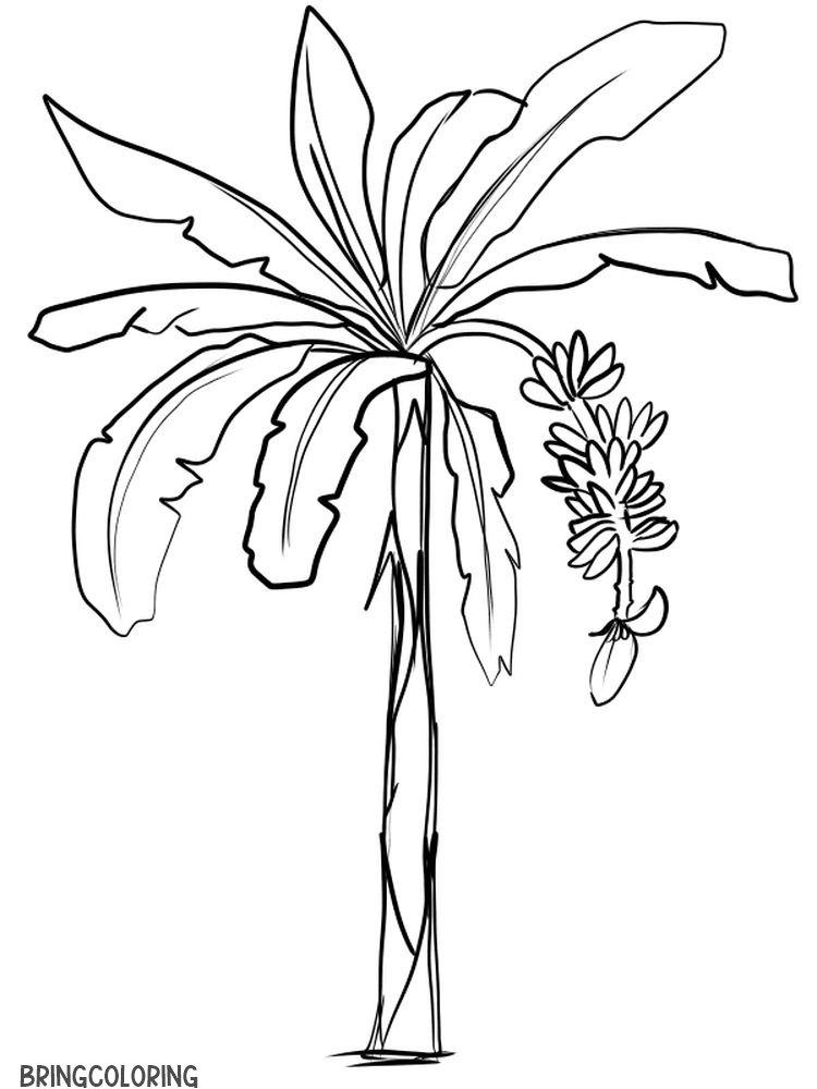 banana tree coloring page print free