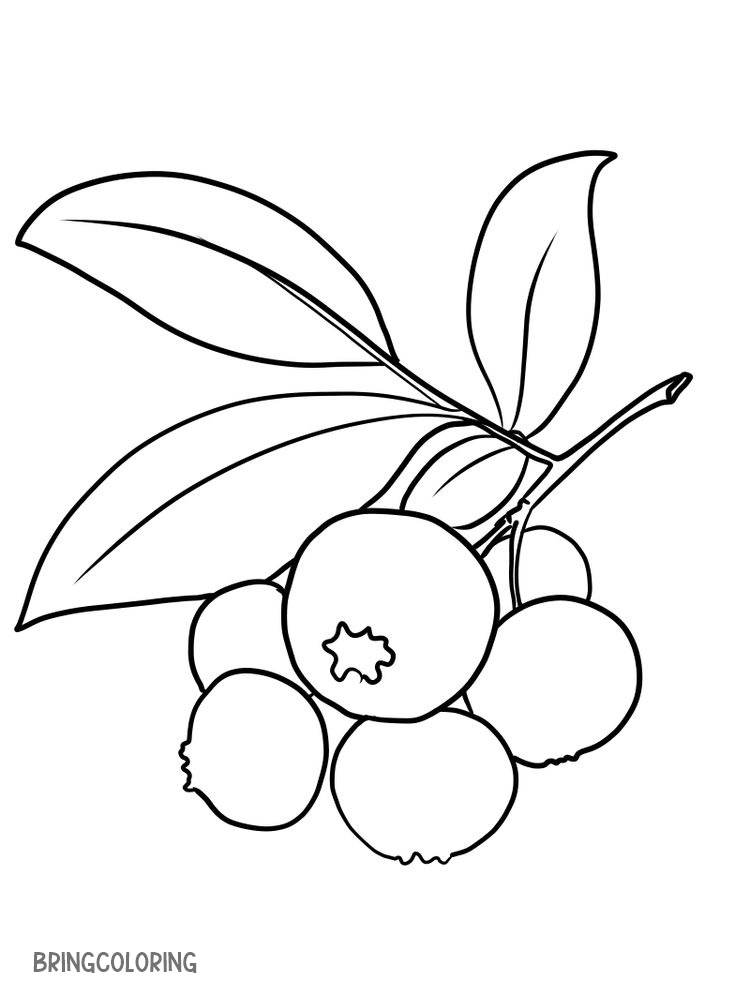 bilberry coloring page free pdf