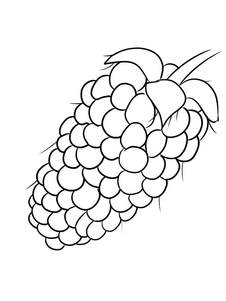 boysenberry coloring image free pdf