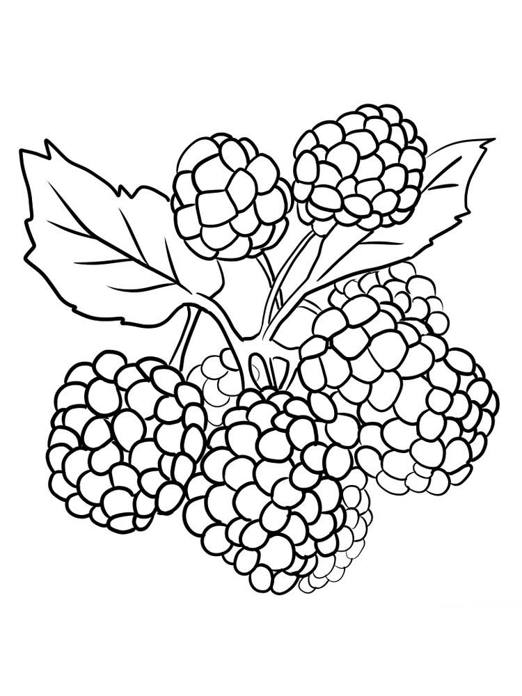 boysenberry coloring page pdf