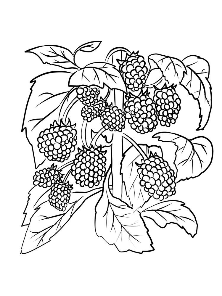 boysenberry for coloring pdf