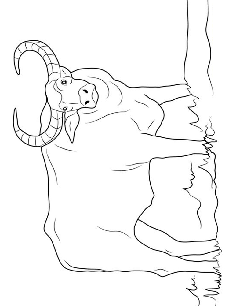 buffalo bills football coloring pages