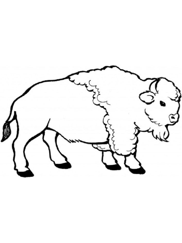 buffalo coloring pages free print