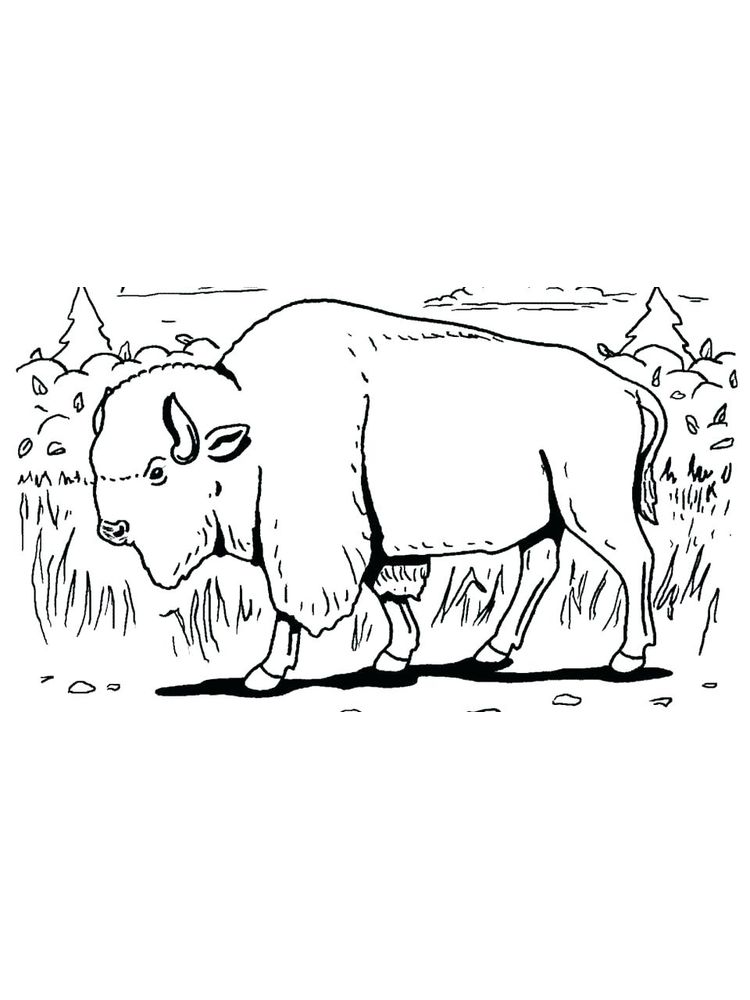 cape buffalo coloring pages print