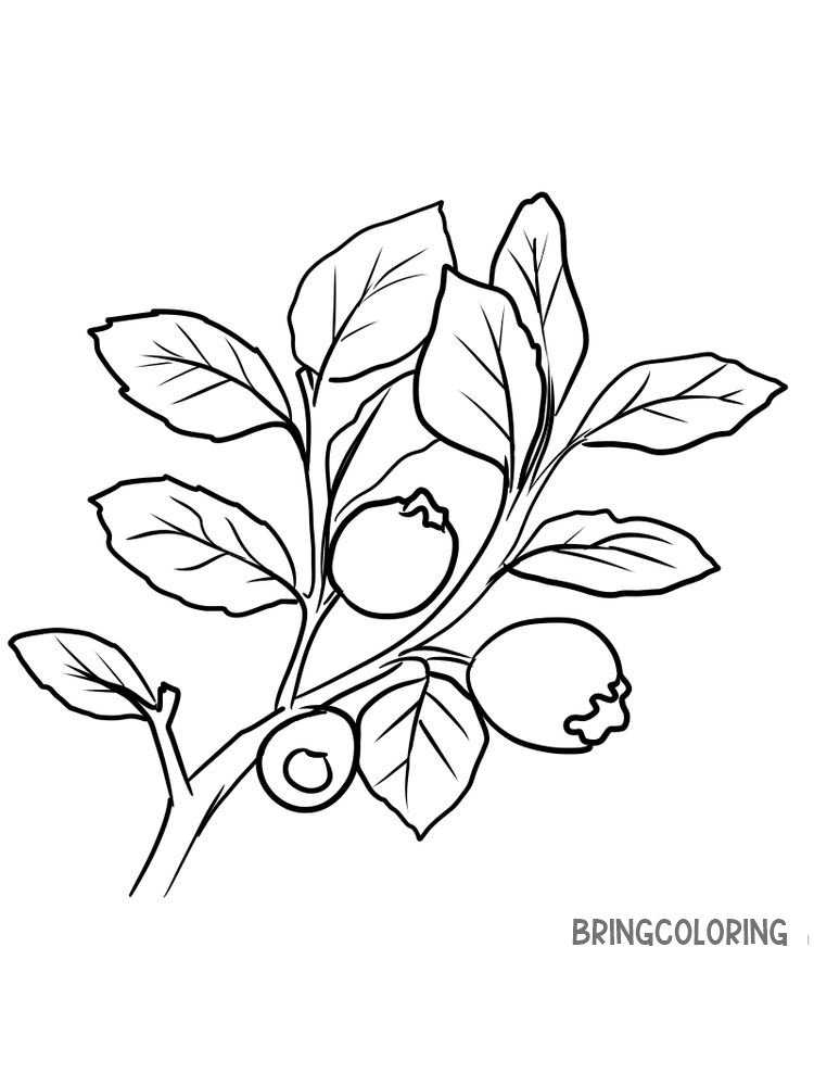 easy free bilberry coloring page print