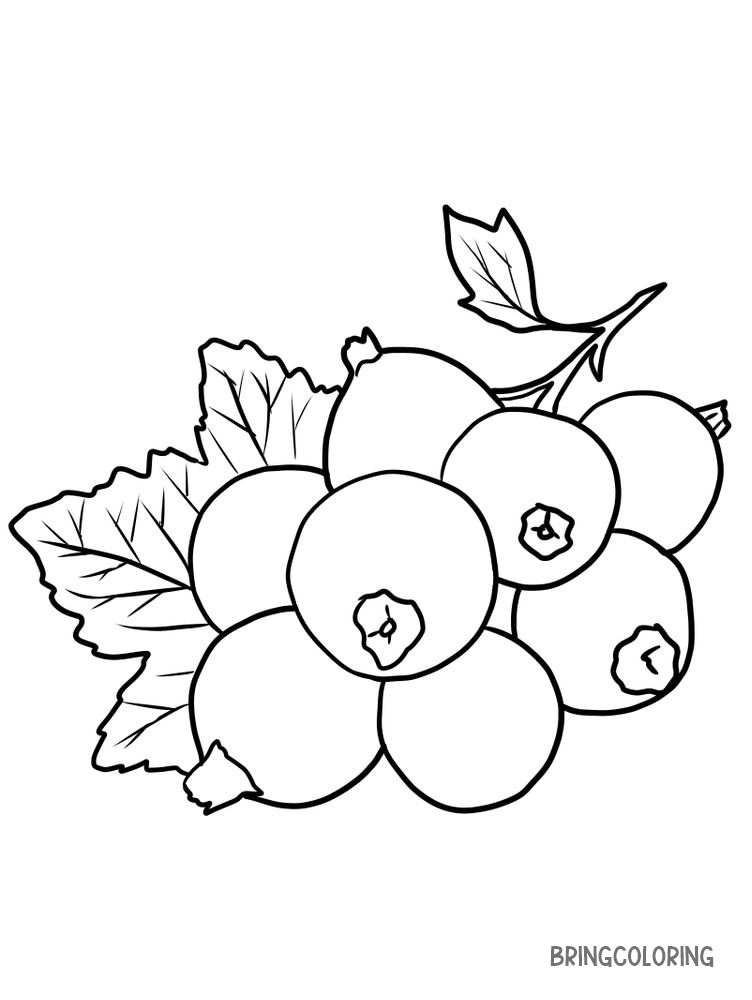 free black currant coloring page download