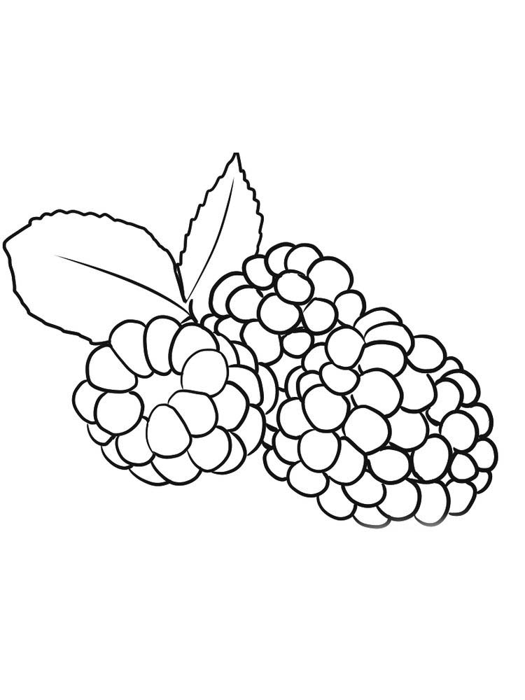 pdf boysenberry coloring pdf