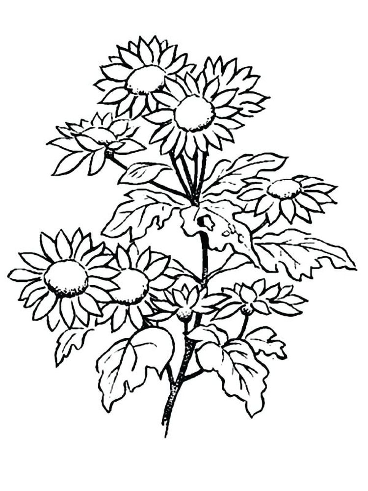 printable free printable daisy flower coloring pages