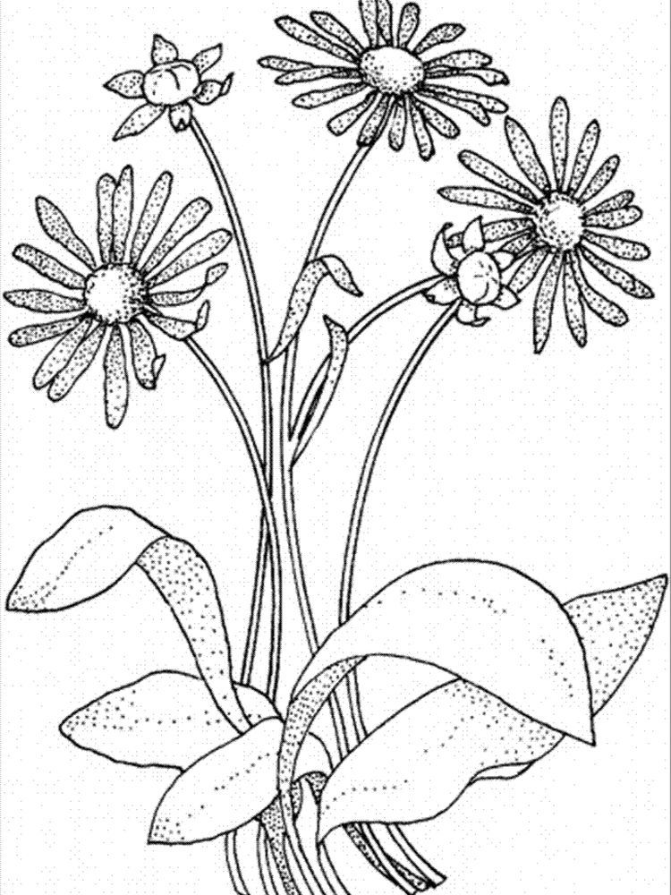 printable girl scout daisy flower coloring pages