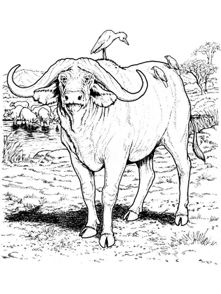 small buffalo coloring pages print