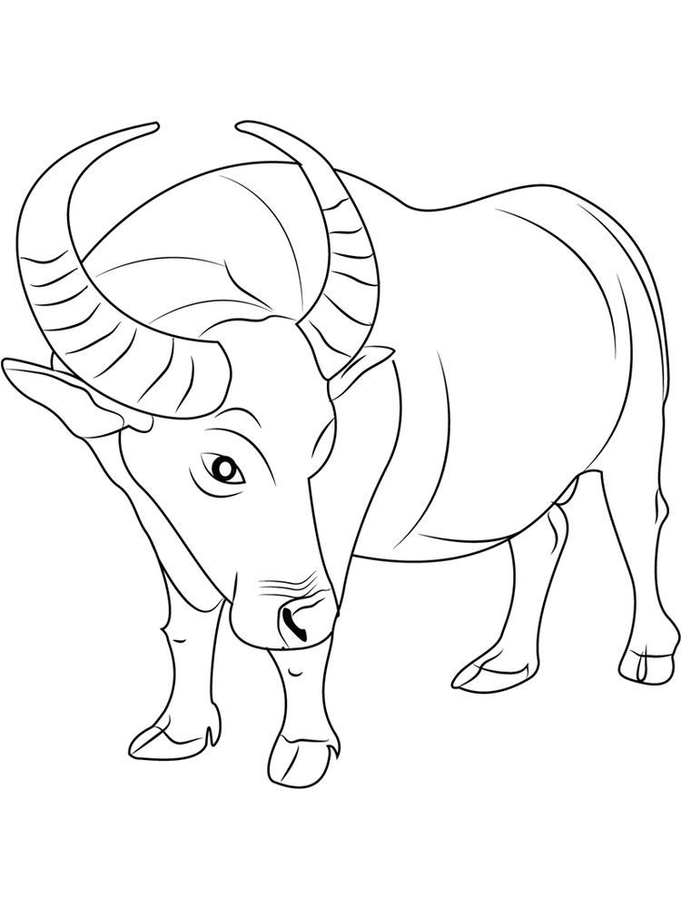 water buffalo coloring pages