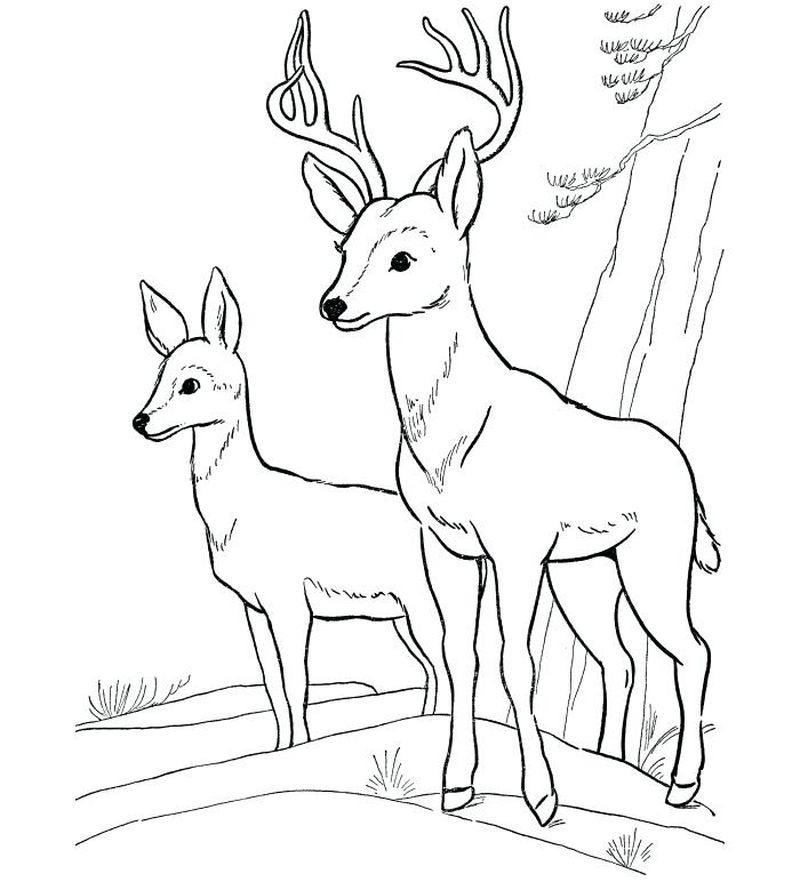 Baby Deer Coloring Pages