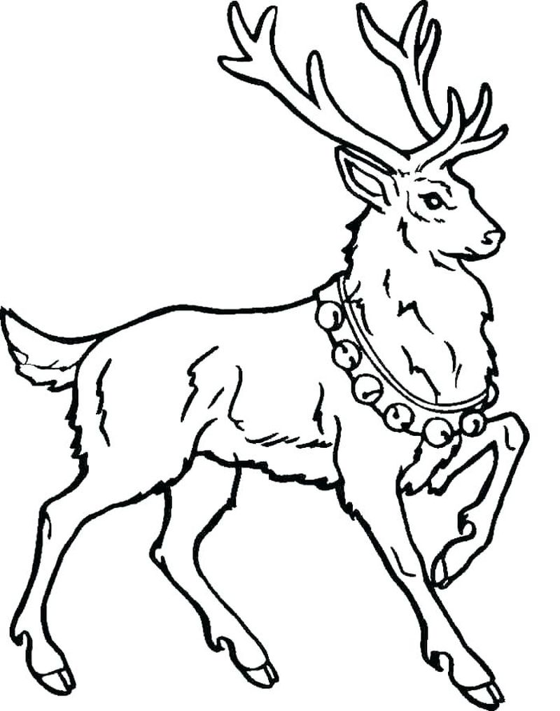 Cartoon Deer Coloring Pages