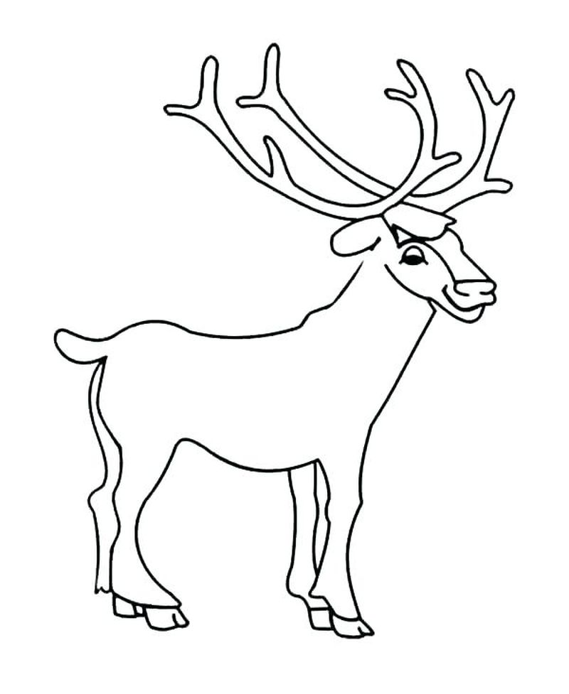 Coloring Pages Of Deer For Kids