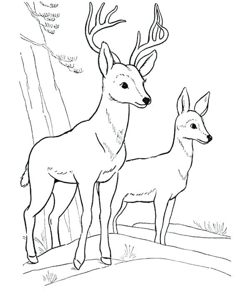 Deer Coloring Pages Christmas