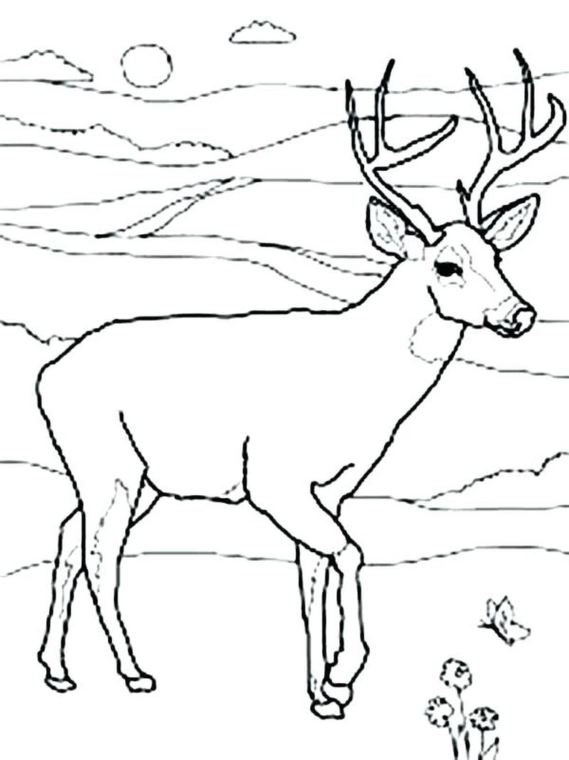 Deer Coloring Pages Easy