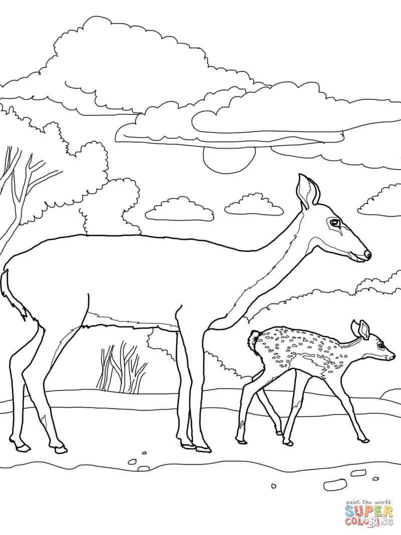 Deer Coloring Pages Free Printable