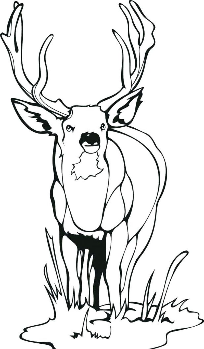 Deer Coloring Pages Free