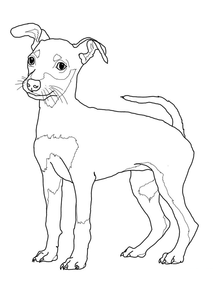 Free Chihuahua Coloring Pages