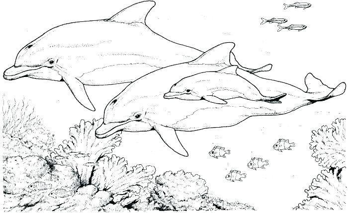 Free Printable Dolphin Coloring Pages