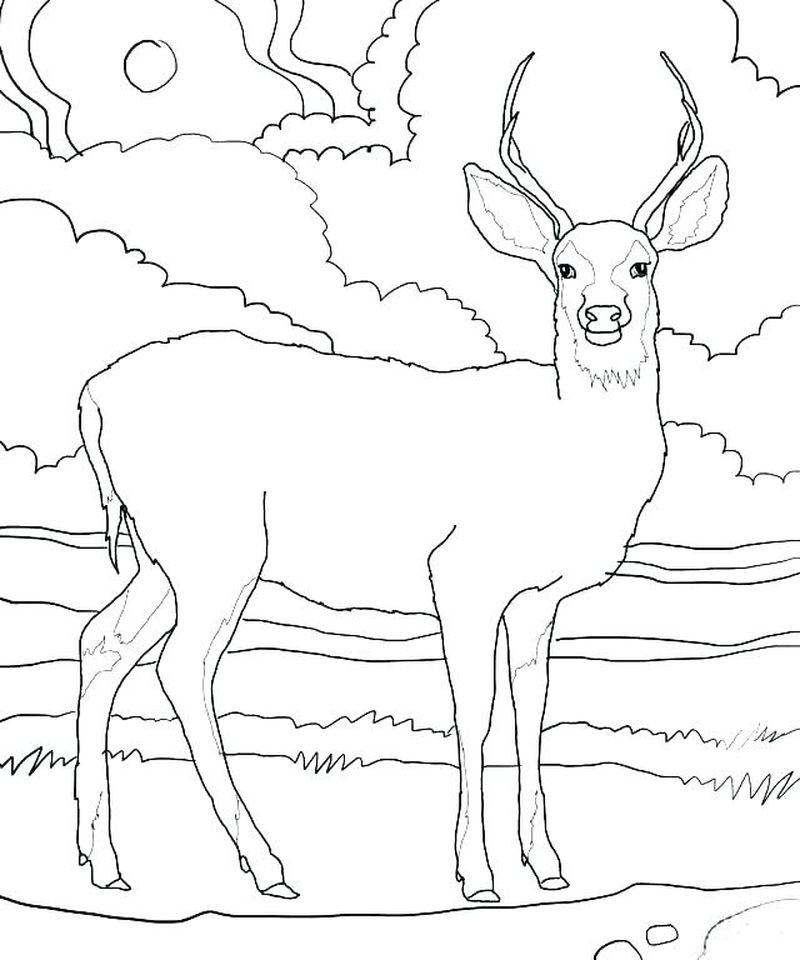 Printable Coloring Pages For Deer